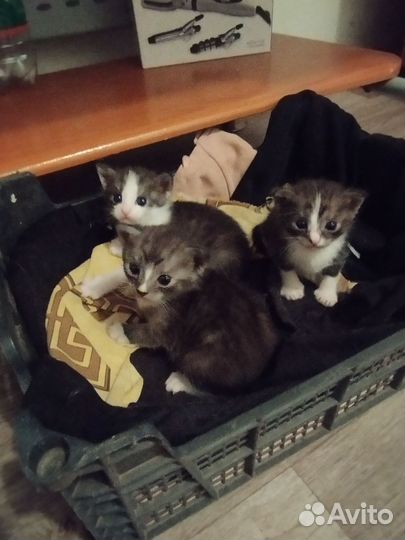 Кошка с котятами