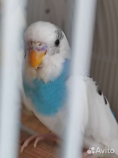 Корелла и волнистый попугай