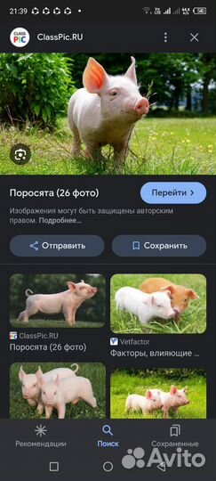 Продам поросят