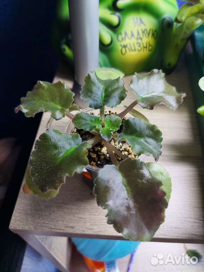 Детки сортовых фиалок