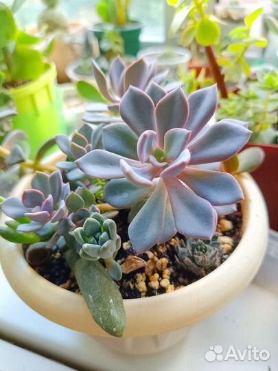Мини садик. Суккуленты