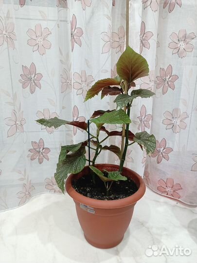 Бегония королевская