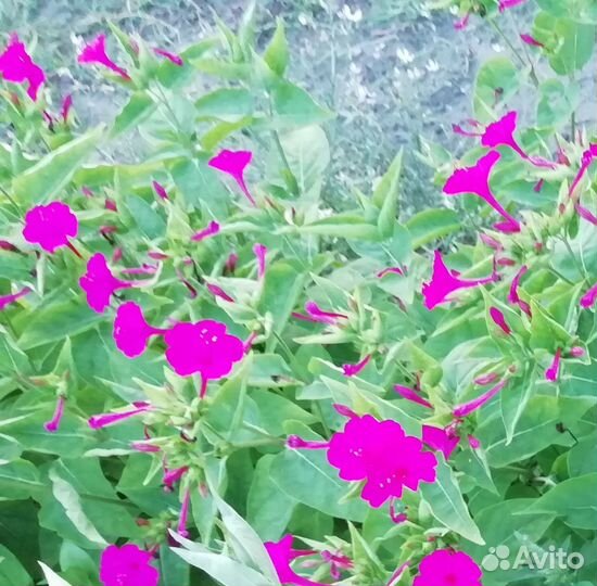 Мирабилис (ночная красавица) семена