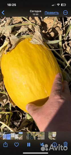 Даня канарская