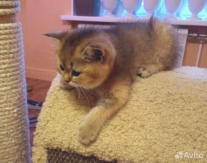 Британский кот. Вязка