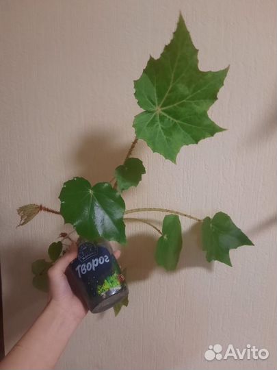 Бегония королевская воротничковая манжетная