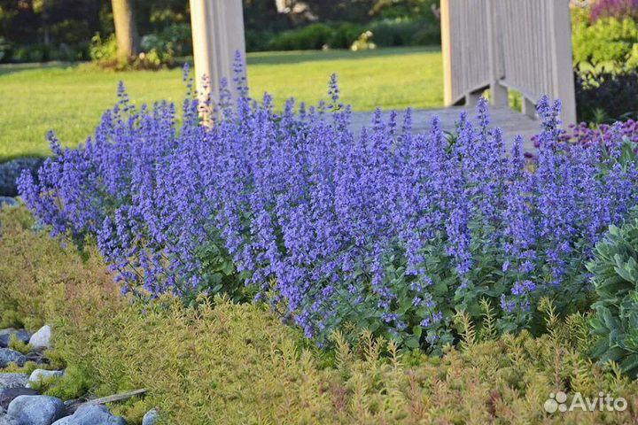 Котовник фассена six hills giant