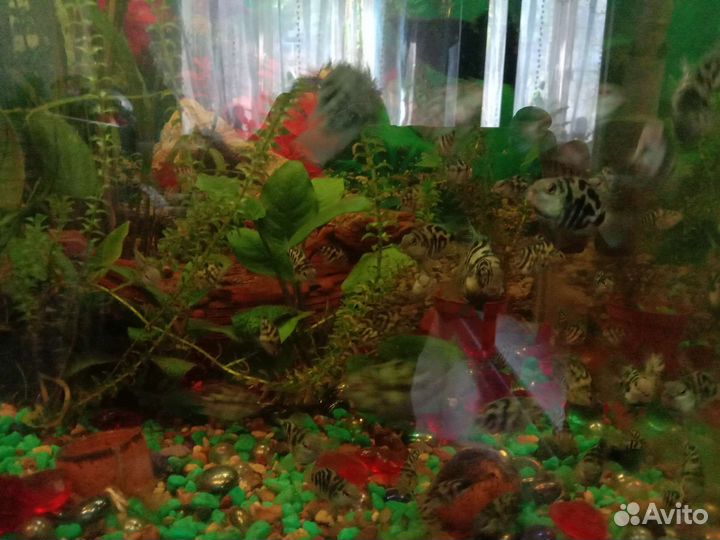 Аквариумные рыбки продаю