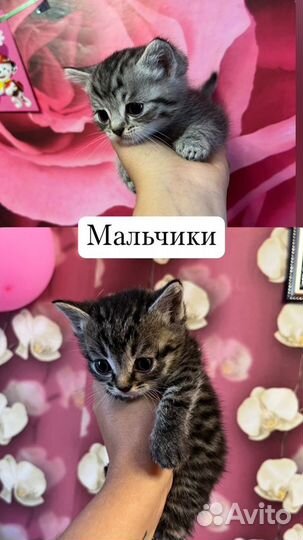 Отдам котят в добрые руки