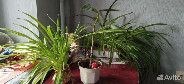 Хойя и другие