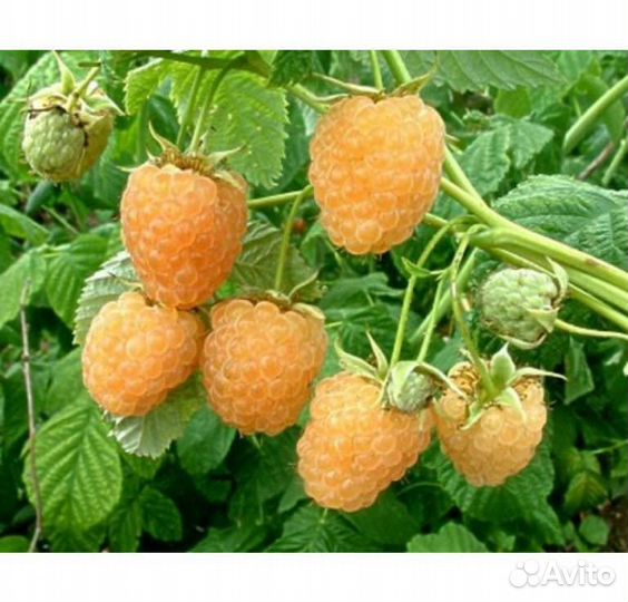 Малина свежая красная и желтая