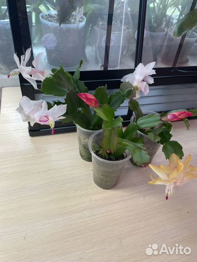 Набор декабристов (шлюмберга)