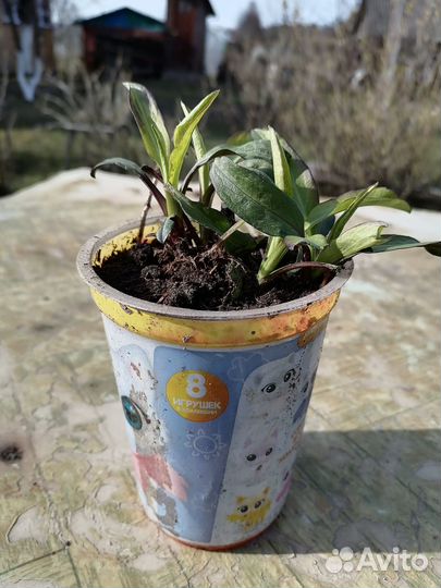 Рассада многолетних цветов