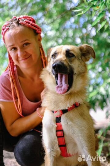 В добрые руки ищем семью