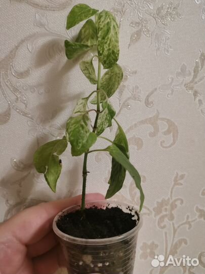 Белопероне