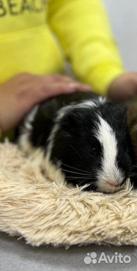 Жених для морской свинки