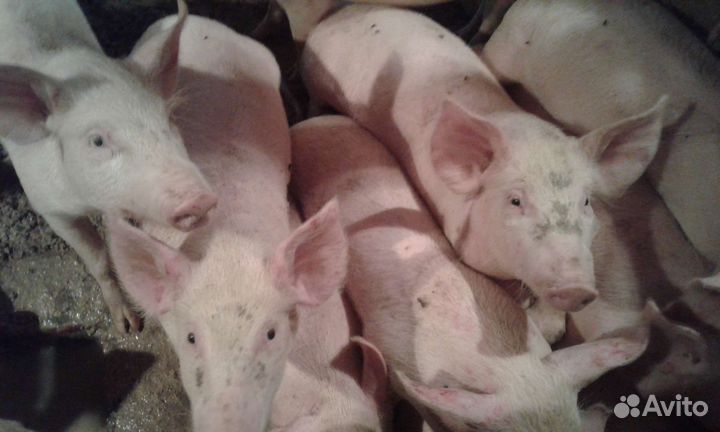 Поросята крупная белая