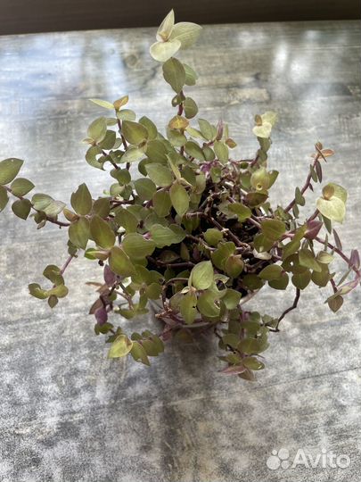 Комнатные растения цветы