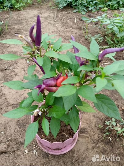 Перец комнатный острый