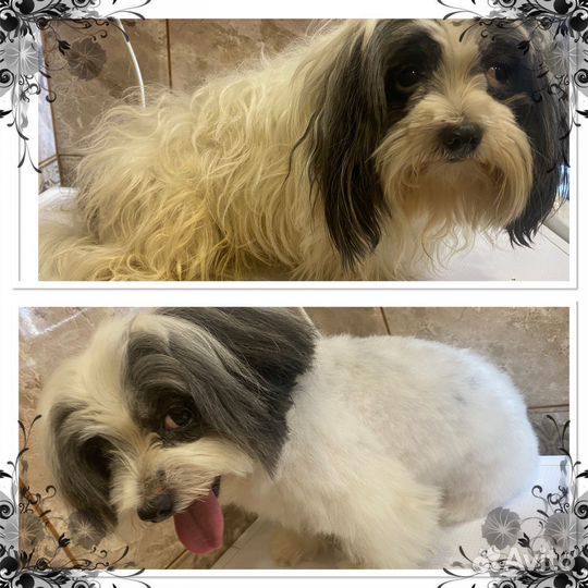 Стрижка собак на дому