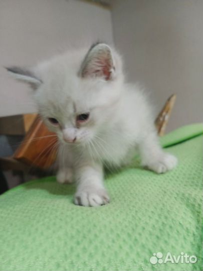 Отдам в добрые руки котят
