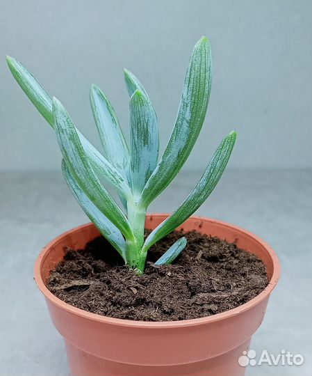 Крестовник, суккулент