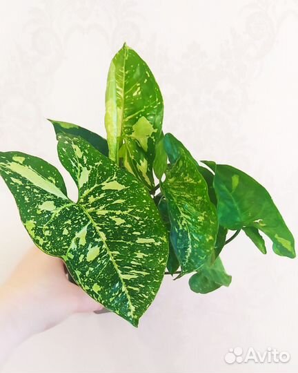 Сингониумы сортовые