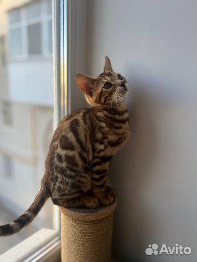 Бенгальские котята