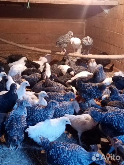 Молодняк несушек разных пород 2 мес