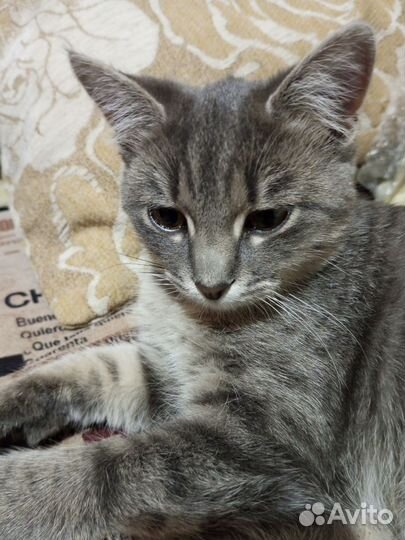 Кошечка 6 месяцев