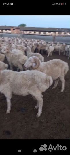 Овцы бараны