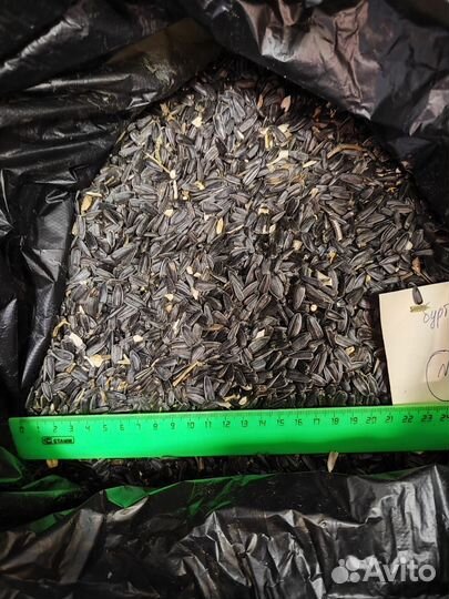 Подсолнечник