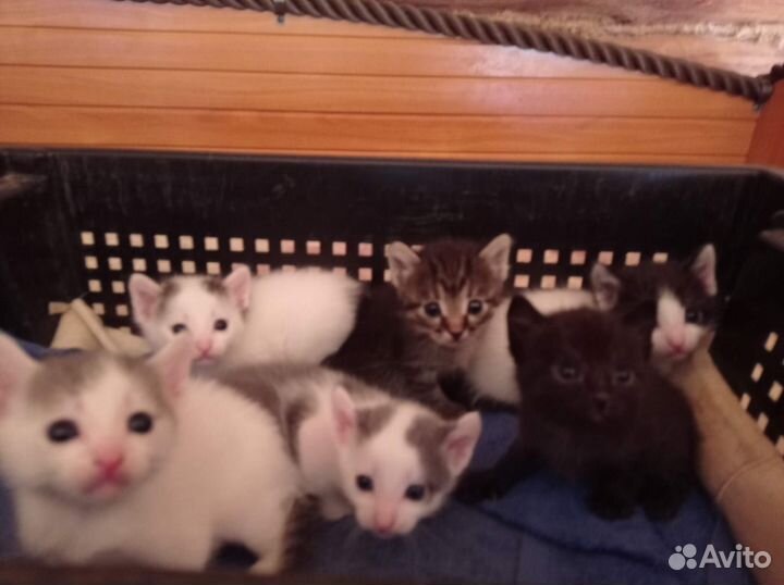 Отдам котенка в добрые руки