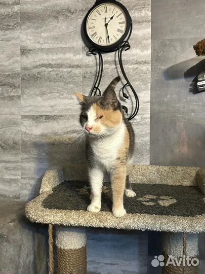 Особенная кошечка