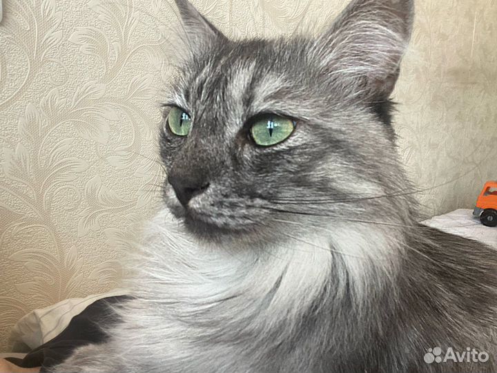 Сибирский кот