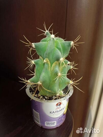 Ферокактус 10 см