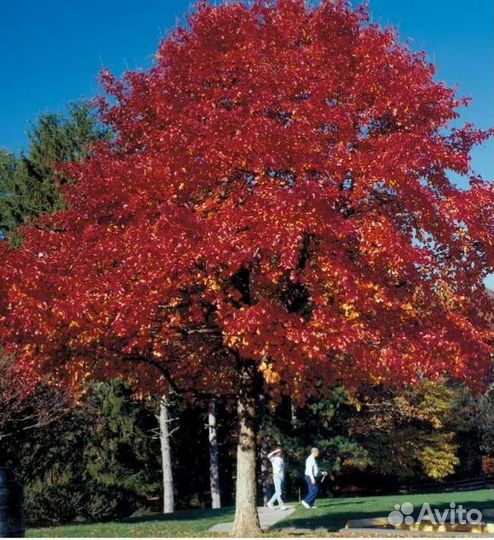 Саженцы красного дуба