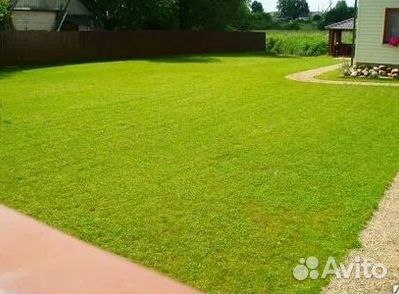 Газон рулонный