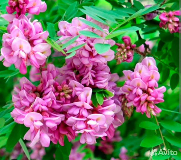 Альбиция ленкоранская