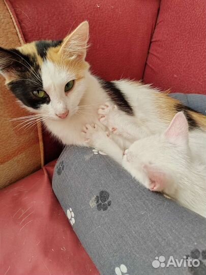 Кошка в дар