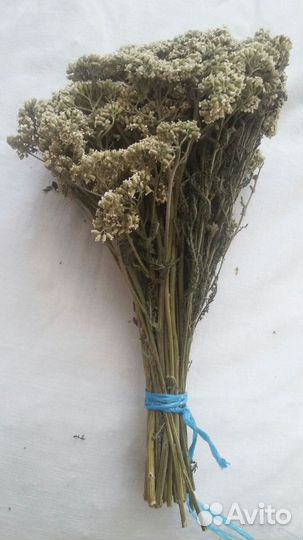 Тысячелистник