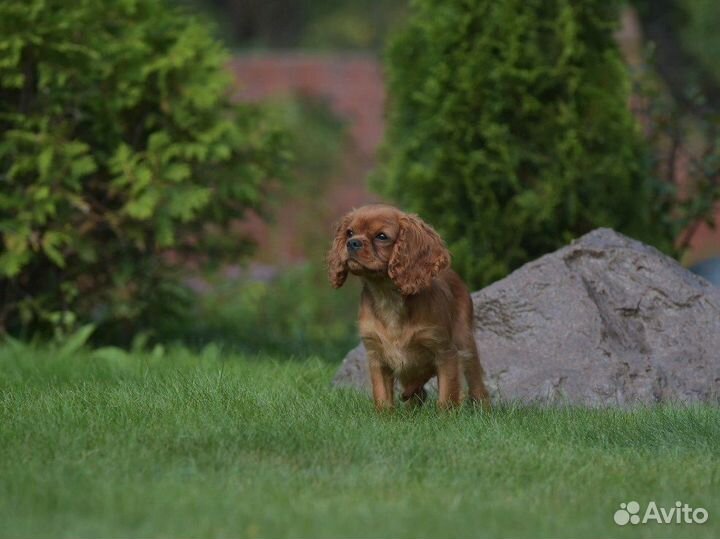Кавалер Кинг Чарльз спаниель девочка