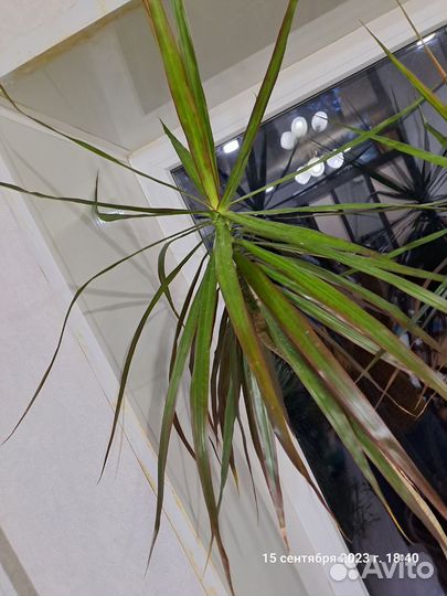 Драцена пальма маргината