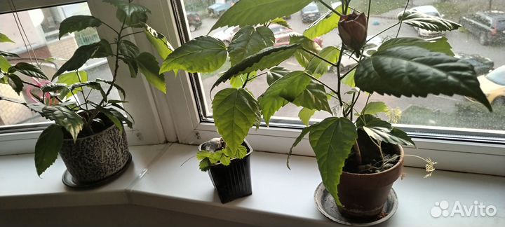 Гибискус махровый древовидный