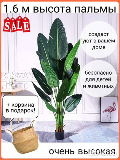 Пальма банановая монстера юкка драцена фикус