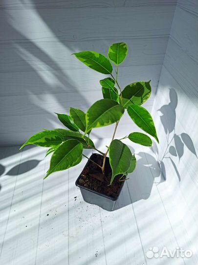 Укоренённые и свежесрезанные черенки фикуса