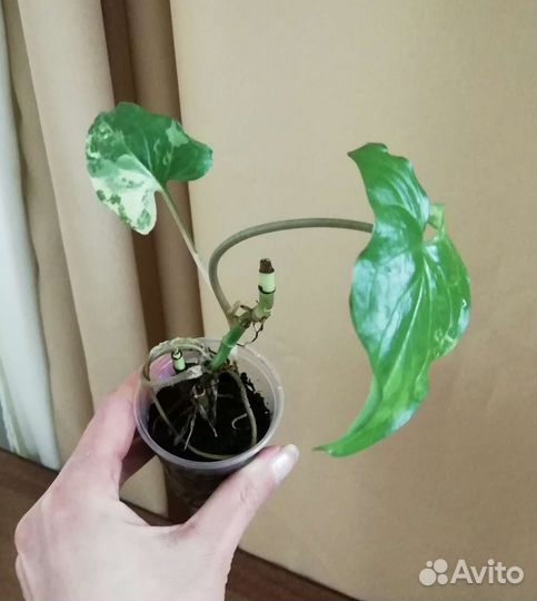 Сингониумы, антуриум, эпипремнум, рафидофора