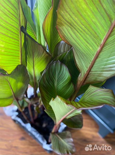 Цветы канны, клубни