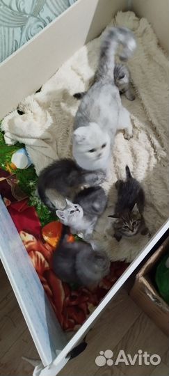 Прекрасные котята