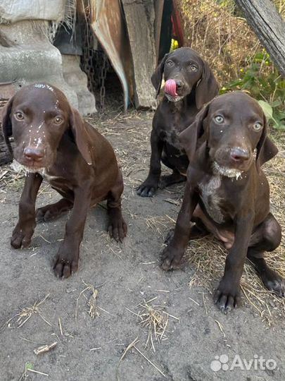 Щенки курцхаара